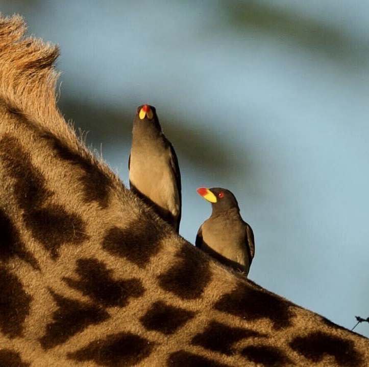 Birds