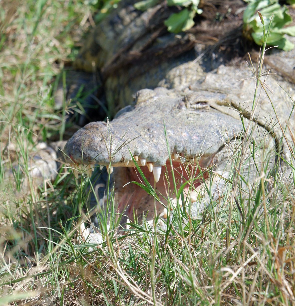 Croc