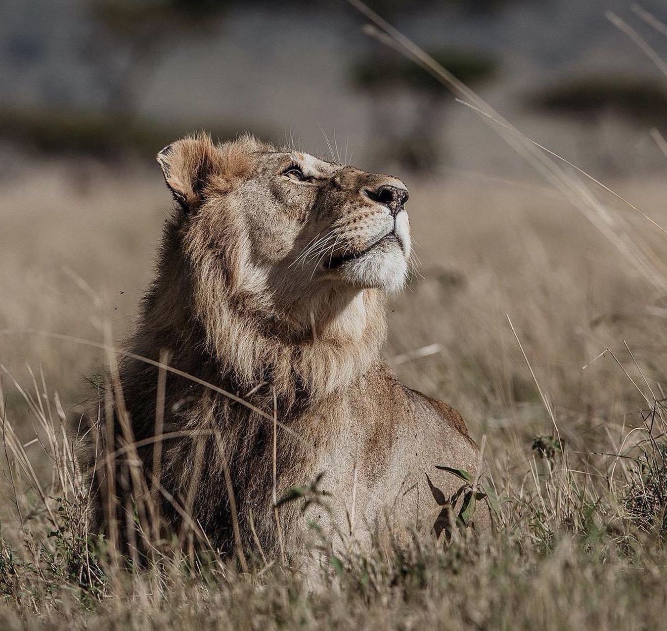 Lion