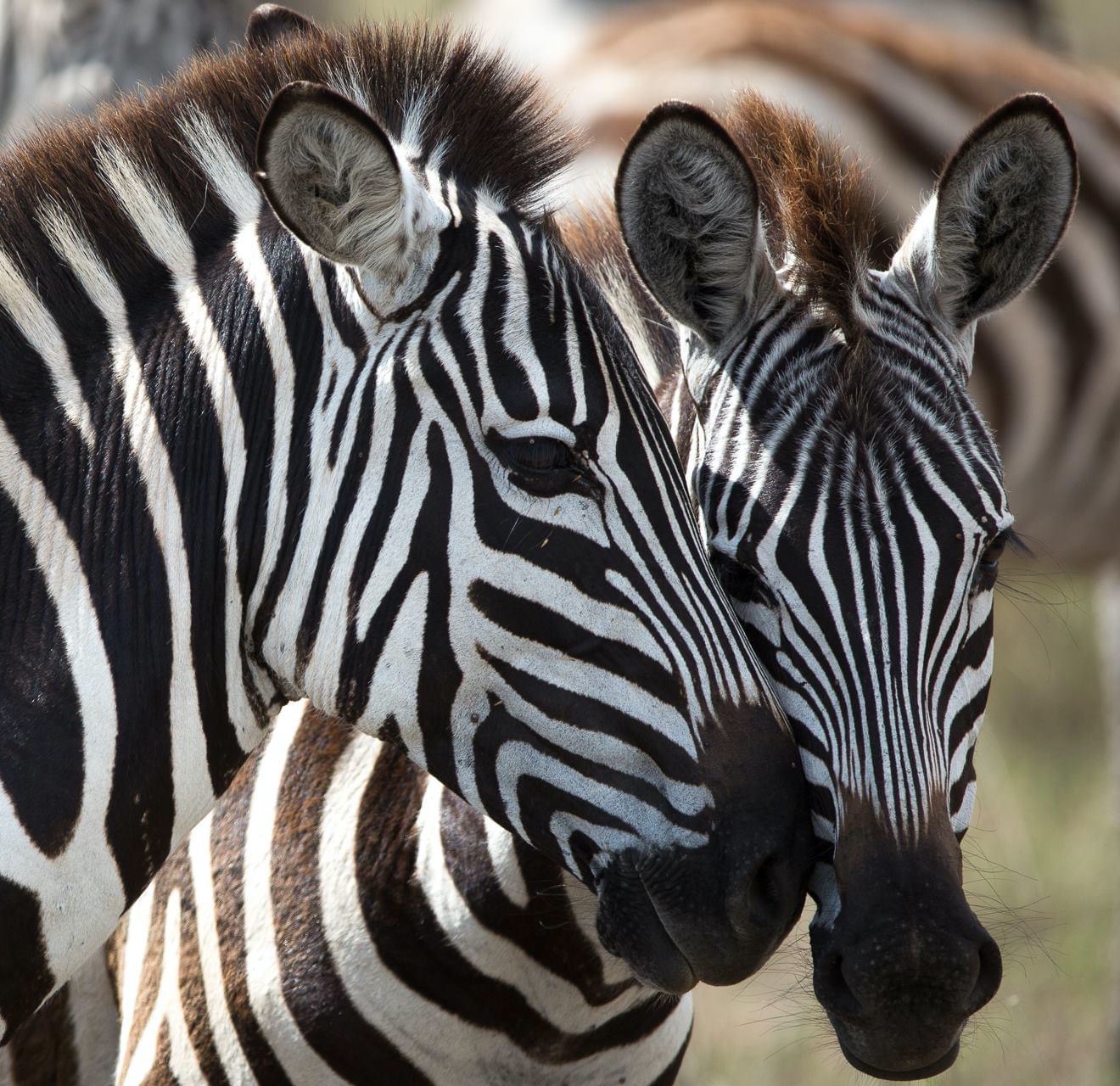 Zebras