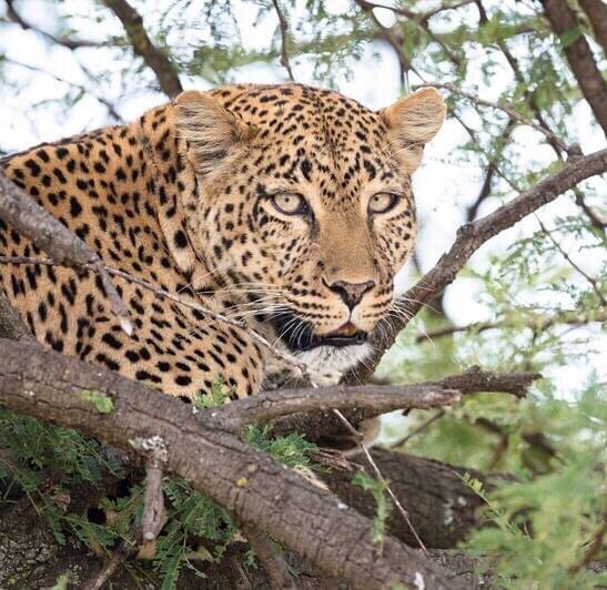 Leopard